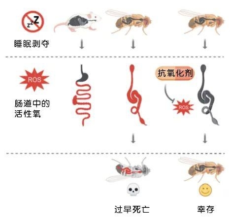 　睡眠不足与肠道内活性氧的积累有关。| 图片来源：Vaccaro et al。 / Cell