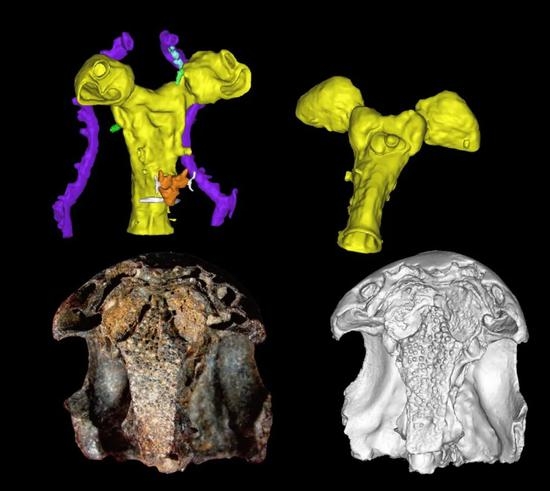 奇异东生鱼头部化石及内颅结构三维复原图（图片来源：卢静）