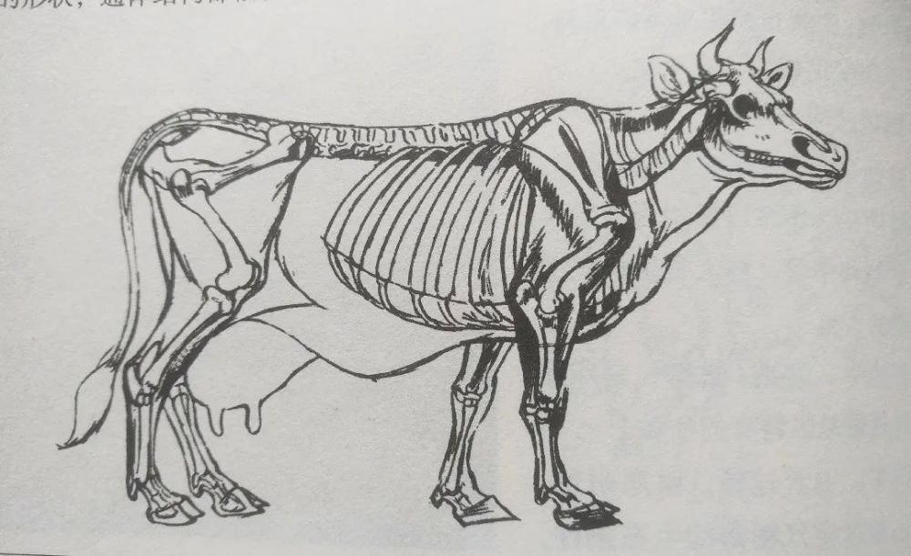 牛的全身骨骼图解图片
