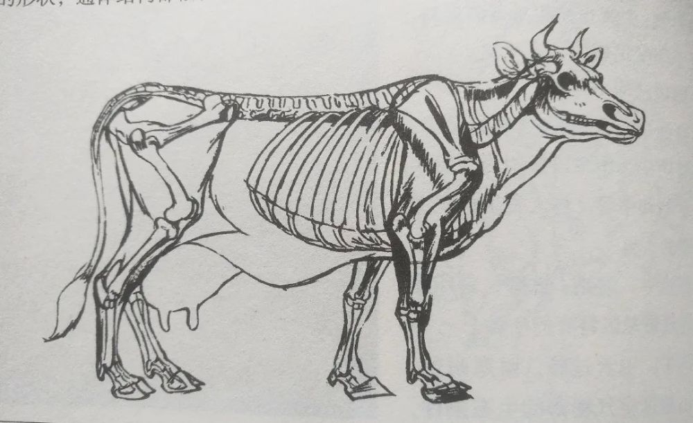 国画技法8:牛的画法