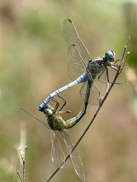 呂宋灰蜻（Orthetrum luzonicum）比爱心。图片来源：维基百科