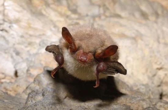 大鼠耳蝠（Myotis myotis）（图片来源：123RF）