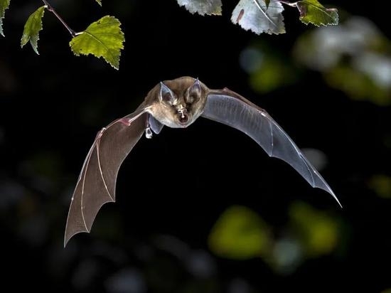 马铁菊头蝠（Rhinolophus ferrumequinum）（图片来源：123RF）