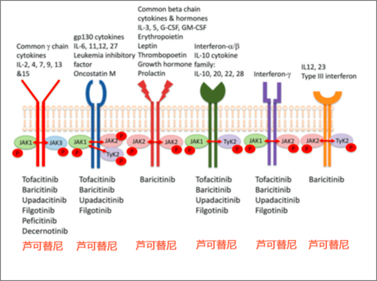 细胞因子、受体、JAK 与 JAK 抑制剂。芦可替尼作为 JAK1 和 JAK2 抑制剂，可以终止很多细胞因子的信号传导