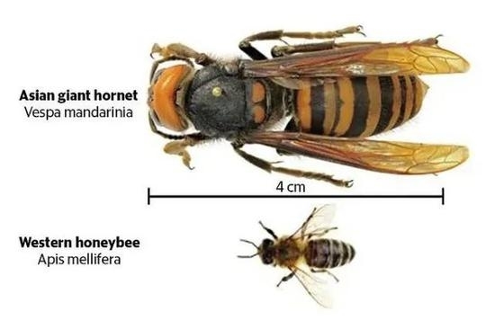 亚洲大黄蜂体型（上）和蜜蜂体型（下）的比较