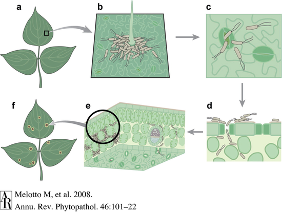 细菌入侵植物气孔示意图。图片来源：doi： 10.1146/annurev.phyto.121107.104959