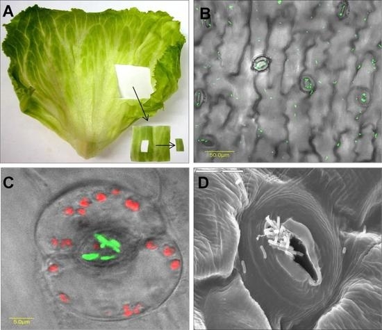 鼠伤寒沙门氏菌进入生菜气孔。图片来源：DOI： 10.1128/AEM.01084-09