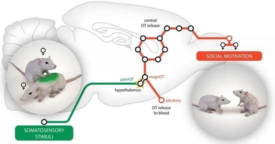本研究示意图：肢体接触激活了一小部分催产素能神经元，随后激活大脑的整个催产素系统，让动物更乐意社交
