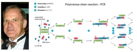 左：美国生物化学家凯瑞·穆利斯。右：PCR技术示意图（图源：维基百科）。