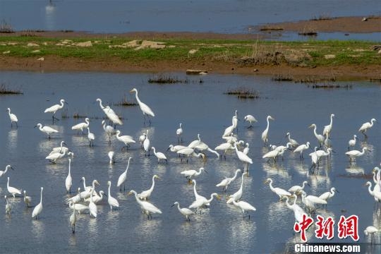 10月份和11月份将是鄱阳湖夏、冬候鸟“换防”时间。(资料图) 雷小勇摄