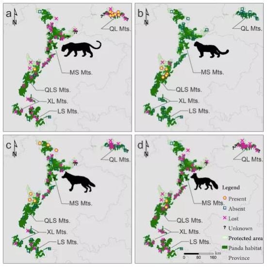 图：大熊猫保护地内4种大型食肉动物的分布变化与现状（a，豹；b，雪豹；c，狼；d，豺）