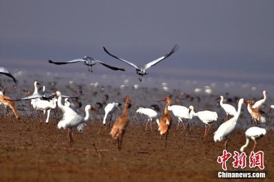 数百只白鹤在江西鄱阳湖候鸟保护区大湖池觅食飞翔。（资料图）　段长征摄