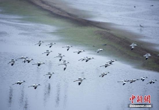 一群候鸟在江西鄱阳湖都昌马影湖水域飞舞。(资料图) 傅建斌摄