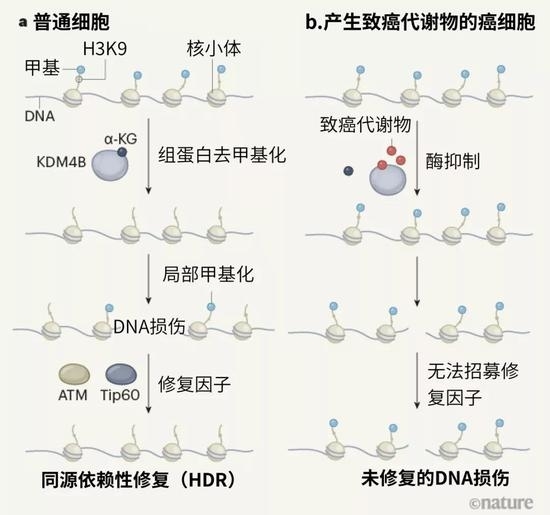 癌细胞内的分子如何抑制DNA损伤的修复。a，DNA包裹组蛋白形成名为核小体的结构。在正常细胞内，KDM4B酶的催化会让核小体内组蛋白3（H3）的赖氨酸9（K9）氨基酸残基去除甲基。这一H3K9去甲基化活动需要小分子α-酮戊二酸（α-KG）的参与。如果发生DNA双链断裂，H3K9就会在损伤部位甲基化，这一局部甲基化信号会招募DNA修复因子，包括蛋白Tip60和ATM。这样就能通过名为同源依赖性修复的过程让损伤复原。b，某些突变会导致部分癌细胞积聚一类被称为致癌代谢物的小分子，这种代谢物会促进肿瘤生长。Sulkowski等人[1]揭示了这种现象背后的一种机制。致癌代谢物会与α-KG竞争，争取与KDM4B结合，从而抑制这种酶的作用。这会导致整个基因组发生H3K9甲基化。整体高度甲基化会掩盖DNA损伤后的H3K9甲基化局部增加，阻碍DNA修复因子的招募。未修复的DNA损伤会导致基因组不稳定性，从而促进肿瘤生长。