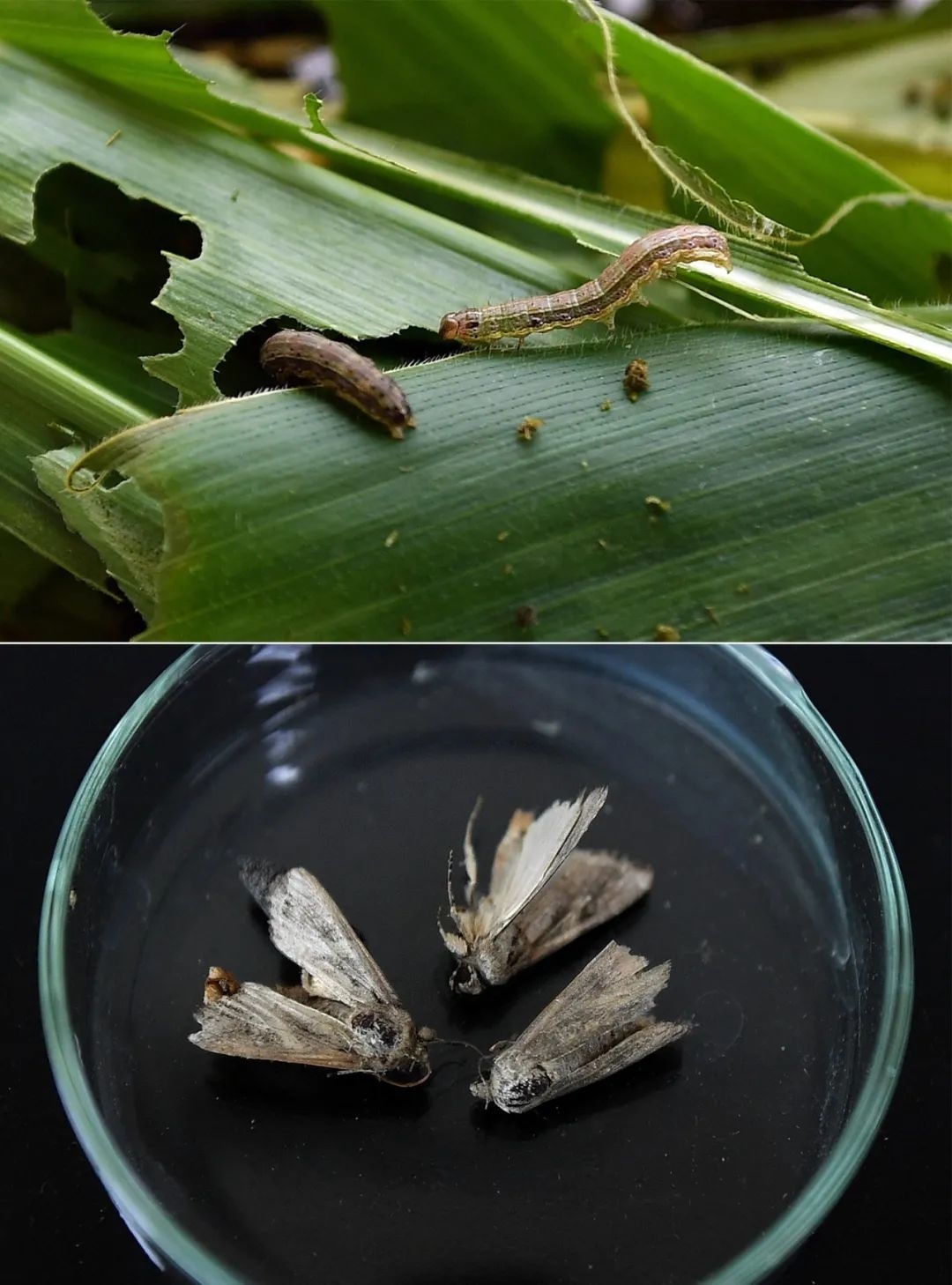 草地贪夜蛾幼虫和成虫 郭程/摄