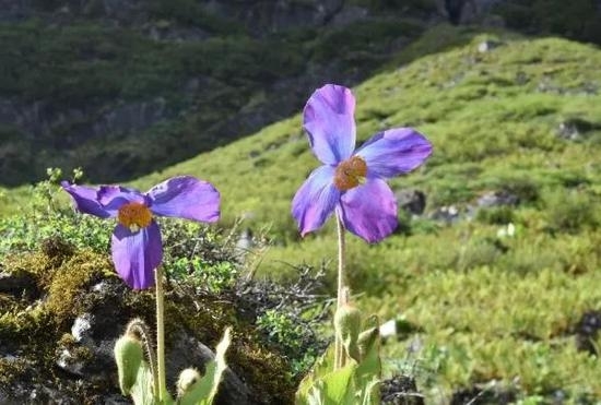 图5. 喜马拉雅蓝罂粟——大花绿绒蒿（Meconopsis grandis）（摄影/星耀武）