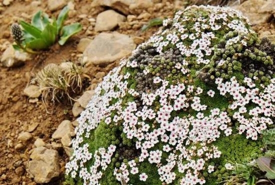 图4. 适应高寒生境的垫状植物——高原点地梅（Androsace zambalensis）（摄影/丁文娜）