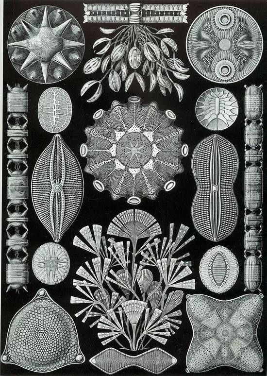 图片：《自然界的艺术形态》 （1904），Ernst Haeckel