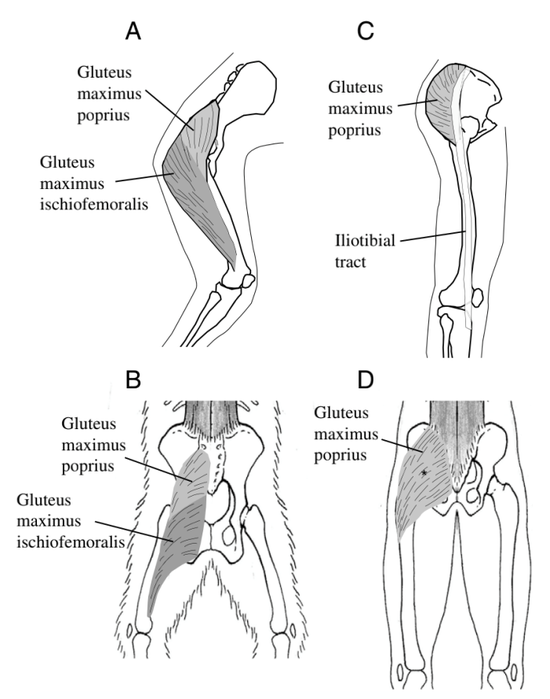 黑猩猩（AB）的与人类（CD）的臀大肌位置对比。图片来源：Lieberman et al。， J Exp Biol （2006）