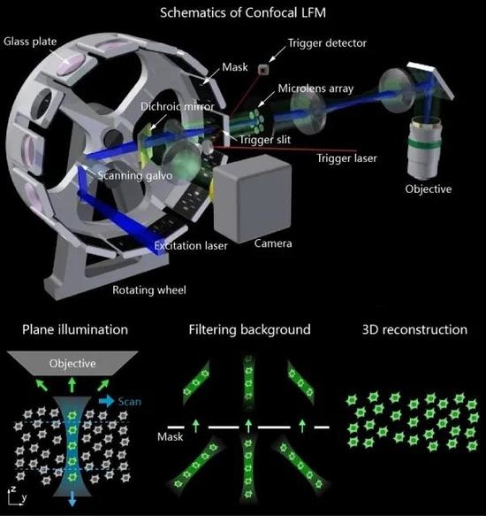 图1.（上）共聚焦光场显微镜原理示意图。（下）不同于传统光场显微镜，共聚焦光场显微镜采用片状照明，选择性激发样本的一部分，在垂直照明的方向上扫描，采集到的信号被遮挡板过滤掉焦层范围之外的部分。对采集到的图像进行重构可以得到焦层内的三维信息。