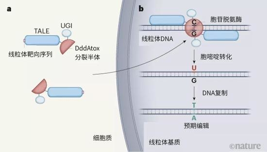 图片来自Nature