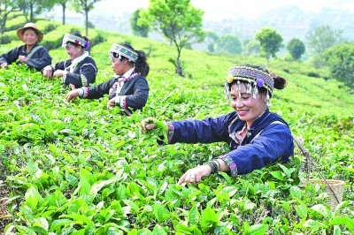 一个茶书展为何能引起广泛关注