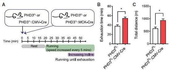 去除PHD3的小鼠在跑步机上可以跑得更久、距离更长