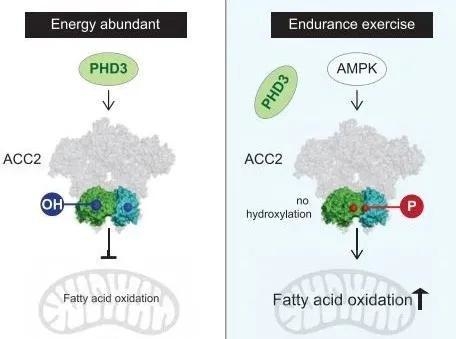 PHD3通过影响ACC2的化学修饰抑制脂肪酸分解