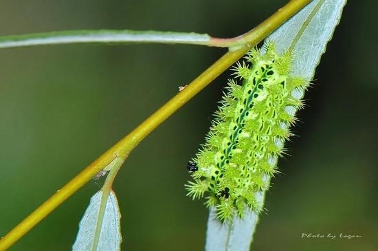 洋辣子你试过吗？图片：Logan Lai / flickr