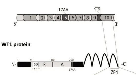 WT1蛋白序列。图片来源：研究论文