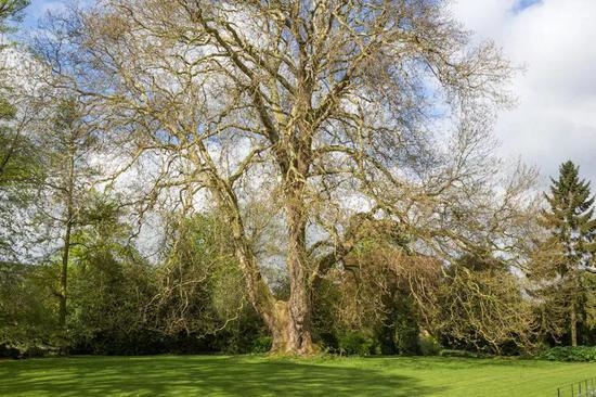 伊利镇的英国No.1悬铃木，周长超过9米。图片：treetree.co.uk