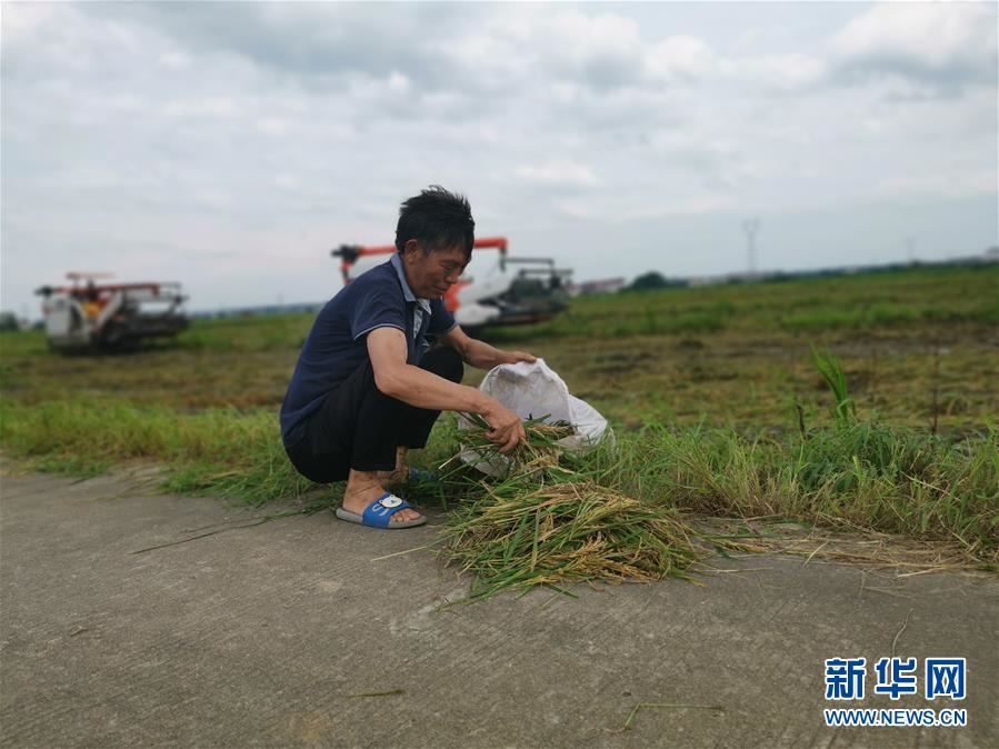 （新华视点·聚焦餐桌外的浪费·图文互动）（1）颗粒归仓为何难实现？我国粮食收割环节损失惊人