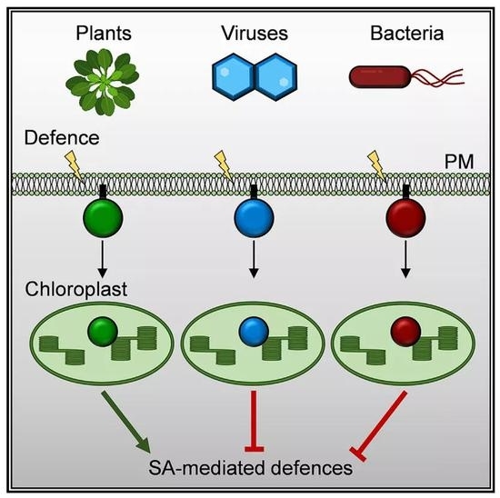 病毒和细菌的效应蛋白挟持植物细胞膜到叶绿体的抗病信号途径以抑制植物免疫