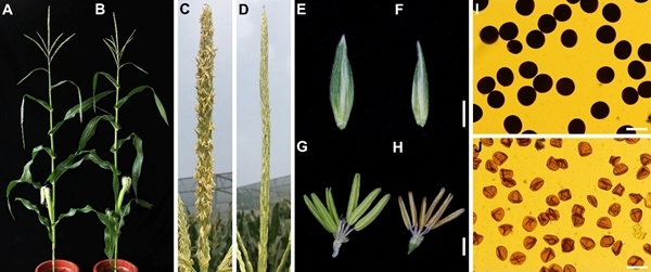 遗传发育所玉米育性研究获进展