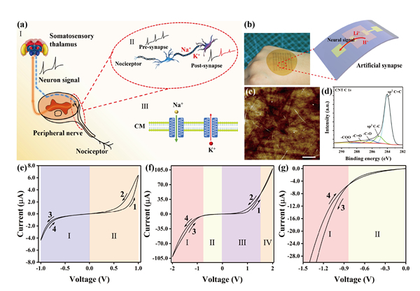 苏州纳米所面向智能仿生感知系统的柔性人工突触研究取得进展