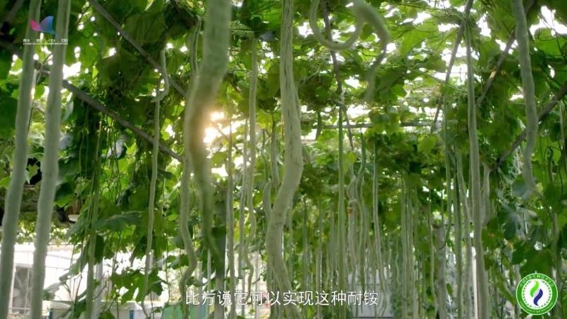 【基因智慧】重构自然界天然氮肥厂 合成生物技术有何妙招？