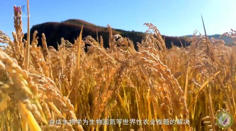 【基因智慧】重构自然界天然氮肥厂 合成生物技术有何妙招？