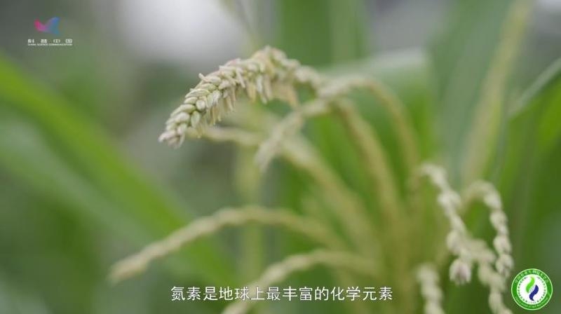 【基因智慧】重构自然界天然氮肥厂 合成生物技术有何妙招？