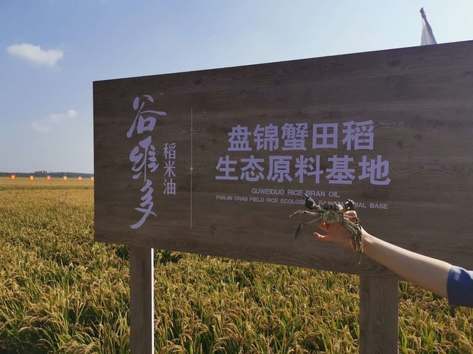 金龙鱼谷维多开启稻田音乐之旅