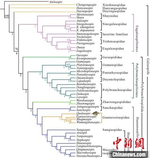 盔甲鱼亚纲系统发育关系及系统分类。盖志琨 供图 供图 摄