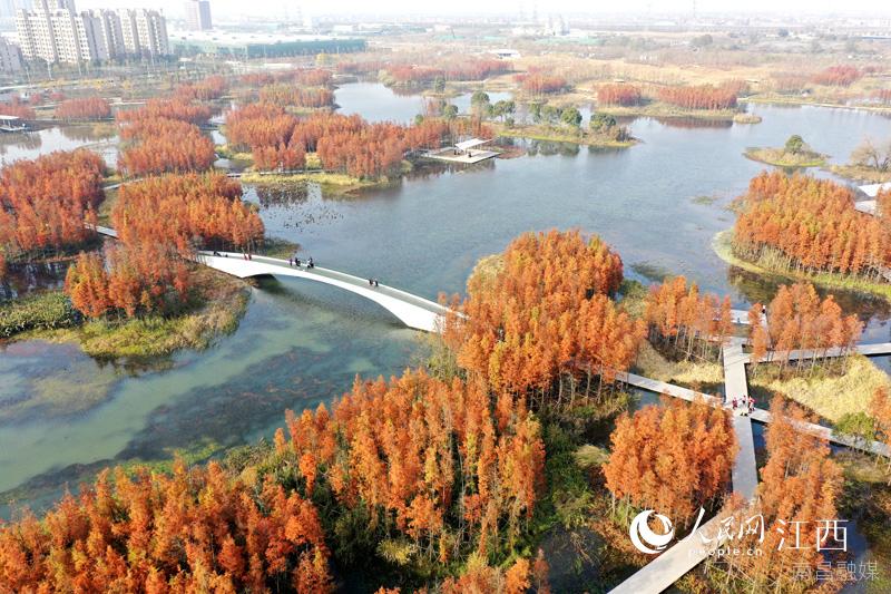 南昌鱼尾洲湿地公园原先是个又脏又臭的“龙须沟”，经过生态治理后，不仅能调解旱涝，还成为市民休闲的好去处。 人民网 时雨摄